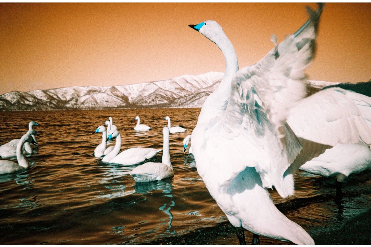 35mm photo of swans at a lake with a turquoise effect lomography 35mm
