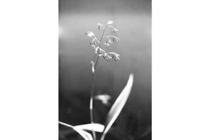 Lomography babylon kino black and white flower image