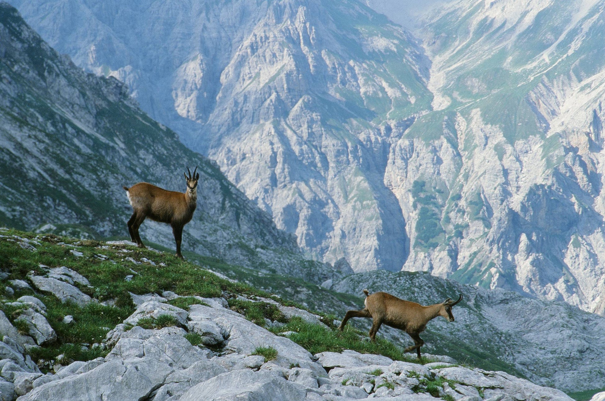picture of mountain goats