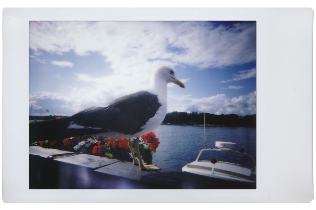 lomo instant mini film picture of a seagull by a pier taken on fuji instax film